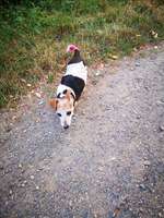 Suchmeldung-Jule-Bild