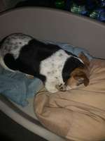 Suchmeldung-Jule-Bild