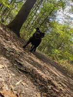 Hundeauslaufgebiet-Forstwald-Bild