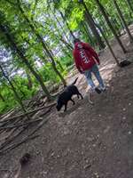 Hundeauslaufgebiet-Forstwald-Bild