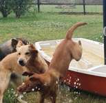 Hundeauslaufgebiet-Hundespielplatz Vogel-Bild