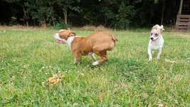 Hundeauslaufgebiet-Hundespielplatz Vogel-Bild