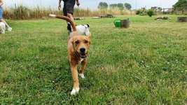 Hundeauslaufgebiet-Hundespielplatz Vogel-Bild