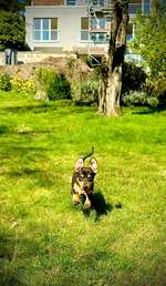 Lustigsten Bilder-Beitrag-Bild