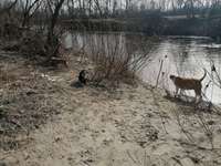 Hundeauslaufgebiet-Am Schussen-Bild