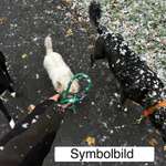 Leinenpöbeln verbessern!?.....(Ironisch gemeint)-Beitrag-Bild