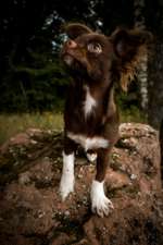 Zuchttauglichkeit-Beitrag-Bild