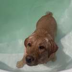 Ersteller:in Alisha Profilbild