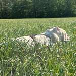 Atopische Dermatitis-Beitrag-Bild