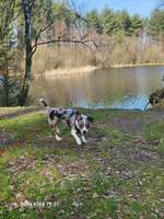 Hundeauslaufgebiet-Teverener Heide-Bild