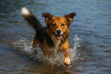 Dürfen unsere Hunde noch ins Wasser – oder ist das schon fahrlässig? 💦🐶-Beitrag-Bild