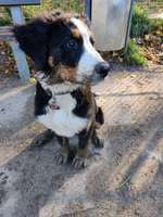 Hundeauslaufgebiet-Hagen Haspe-Bild