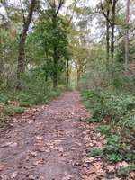 Hundeauslaufgebiet-Wanderwege Haussee und Redsee-Bild