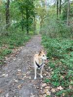 Hundeauslaufgebiet-Wanderwege Haussee und Redsee-Bild