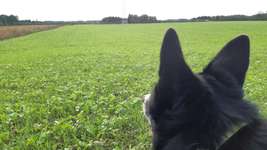 Juckreiz und Magenprobleme - noch Ideen?-Beitrag-Bild