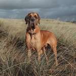 Ersteller:in Franciska Profilbild