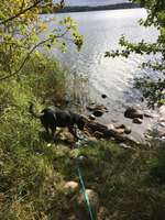 Hundeauslaufgebiet-Wanderweg an der Noorfischerei-Bild