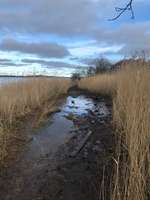 Hundeauslaufgebiet-Büstorf-Bild