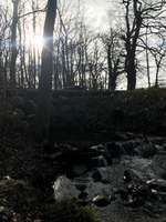 Hundeauslaufgebiet-Büstorf-Bild