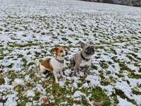 Welche Rassen stecken in unserer Daisy?-Beitrag-Bild