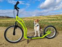 Welche Rassen stecken in unserer Daisy?-Beitrag-Bild