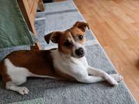 Welche Rassen stecken in unserer Daisy?-Beitrag-Bild