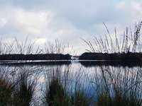 Hundeauslaufgebiet-Ottermeer/Wiesmoor-Bild