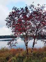 Hundeauslaufgebiet-Ottermeer/Wiesmoor-Bild