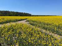 Hundeauslaufgebiet-Miersdorfer Feld-Bild