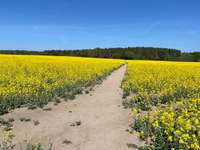 Hundeauslaufgebiet-Miersdorfer Feld-Bild