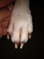 Verfärbte Krallen-Beitrag-Bild