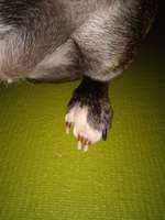 Verfärbte Krallen-Beitrag-Bild