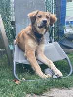 Lieblingsmusik vom Hund-Beitrag-Bild