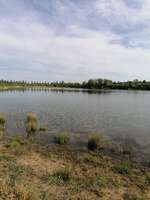 Hundeauslaufgebiet-Zwochauer See-Bild