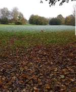 Hundeauslaufgebiet-Burgunderweg-Bild