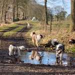 Ersteller:in Köterwiese e.V. Profilbild