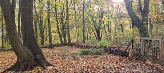 Hundeauslaufgebiet-Alter Friedhof-Bild