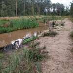 Hundeauslaufgebiet-Rundwege im Hasslocher Wald-Bild