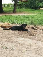 Hundeauslaufgebiet-Am Kanal-Bild