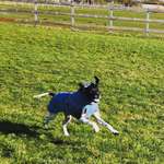 Hundeauslaufgebiet-Hundefreilauf Wallnau-Bild