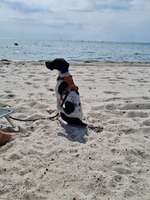 Hundeauslaufgebiet-Hundestrand Südstrand-Bild