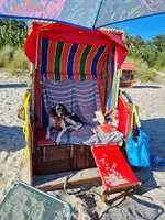 Hundeauslaufgebiet-Hundestrand Südstrand-Bild