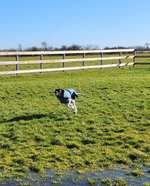 Hundeauslaufgebiet-Hundefreilauf Wallnau-Bild