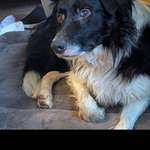 Suchmeldung-Henry-Bild