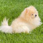 Ersteller:in Bügen Profilbild