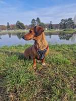 Hundeauslaufgebiet-Lichtwiese-Bild