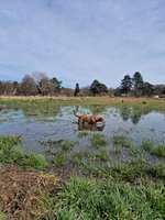 Hundeauslaufgebiet-Lichtwiese-Bild