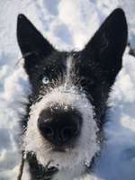 Zeigt die schönsten Schneebilder von eurer Fellnase ❄️-Beitrag-Bild