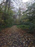 Hundeauslaufgebiet-Vingster Ring (Vingster Berg)-Bild