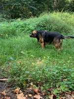 Hundeauslaufgebiet-Vingster Ring (Vingster Berg)-Bild